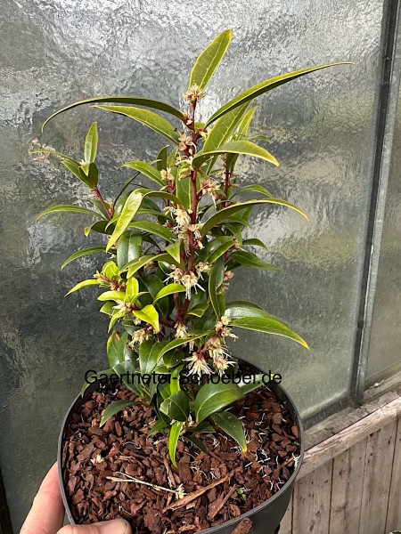Sarcococca- Duft hookeriana „Purple Gem“ (i. 2lT.), duftende Schattenblume, Süßbuchs