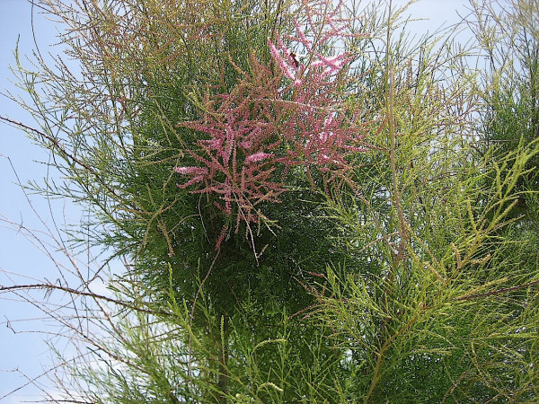 Tamariske ramosissima „Pink Cascade“ (i.21 l T.) jetzt 60-100- Sommer Tamariske, Salz Zeder