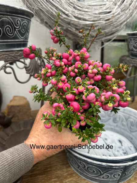 Pernettien rosa Perlen (i.11cmT.), Torfmyrte
