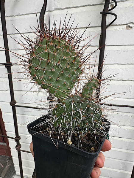Opuntia polycantha violett(i. 9cmT.), Feigen Kaktus