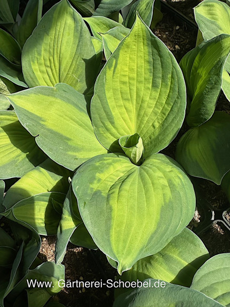 Hosta „Captain Kirk“ (i.11cmT.), Funkie