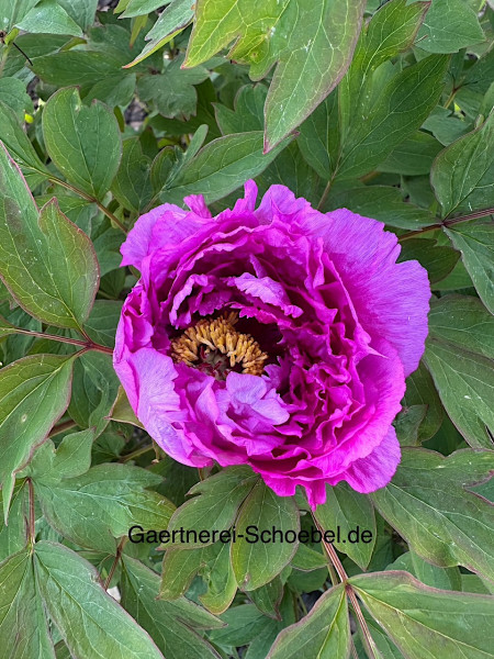 Paeonia suffruticosa rosa(i.11cmT.)