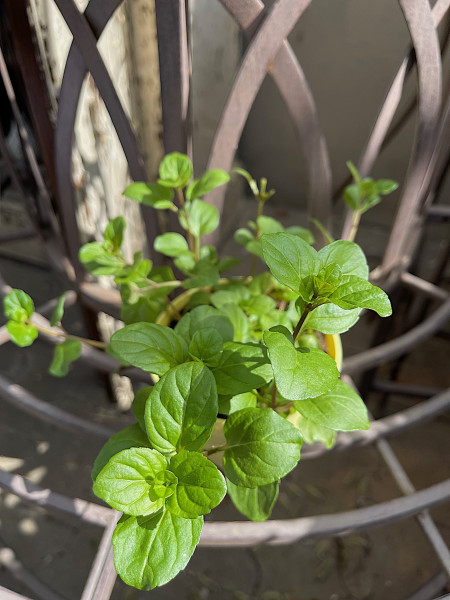 Mentha (i.12cmT.), Mandarinen Minze