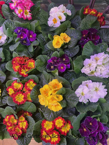 Primula acaulis „Mix“ (i.10cmT.), Primel