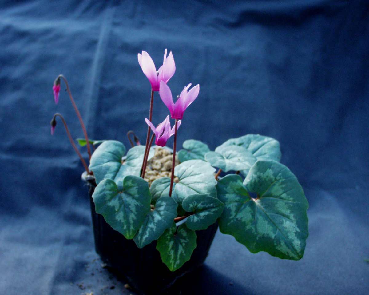 Cyclamen repandum (i.8cmT.) Cyclamen Duft und Wandelgärtnerei Schoebel