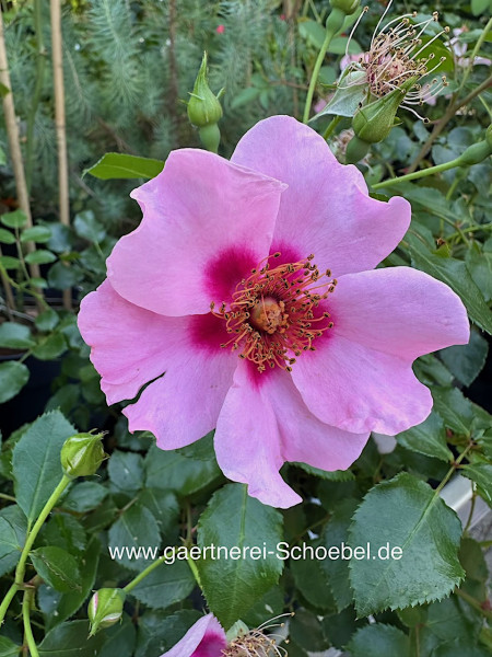 Rose „Bienenweide Orienta® Farina “ (i.4-5 l Topf), Bienen - Rose- Beet