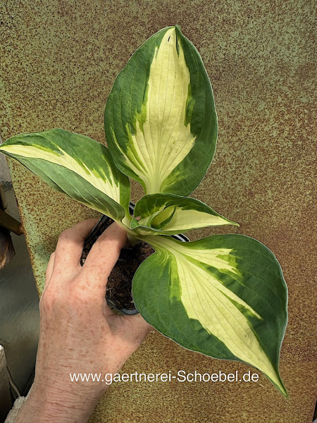Hosta „Enterprise“ (i.9cmT.), Funkie