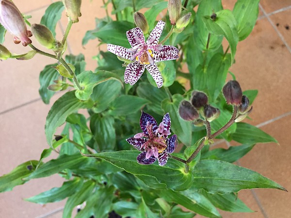 Tricyrtis hirta "Purple Beauty"( i.11cmT.) Krötenlilie