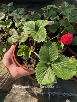 Fragaria "Ostara" (9,5cmTopf) Erdbeere, Dauertrger | Obst | Duft- und  Wandelgrtnerei Schoebel