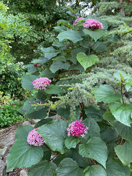 Clerodendrum bungei (i.ca 1lT.), China Losstrauch