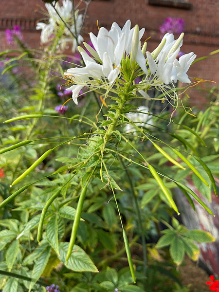 Cleome spinosa "weiss" (i.12cmT.) Spinnenpflanze