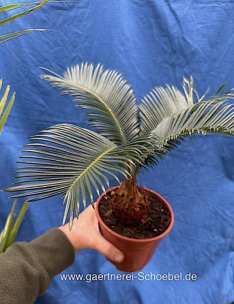 Cycas revoluta (i.14 cm T.), Japanischer Sago Palm Farn