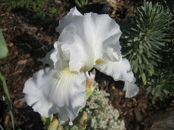 Iris barbata-elatior "Christmas Angel"(i.11cmT.) Schwertlilien