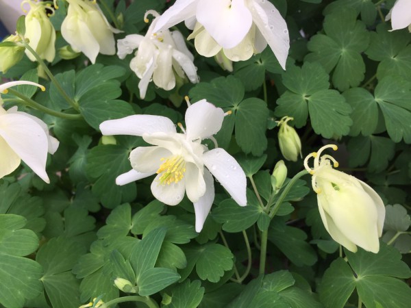 Aquilegia flabellata „Spring magic white“ (i.11cm eckT.)