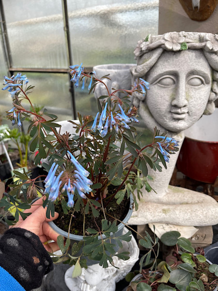 Corydalis flexuosa „Porcelian Blue“ (i.2lT.), Lerchensporn