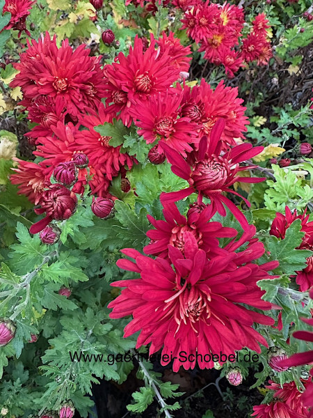 Chrysanthemum x hortorum „Brennpunkt“ (i.12cmT.), Chrysantheme, Winteraster