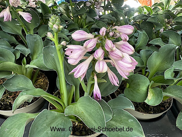 Hosta Hybrid „Bella Hostella“(i.12cmT.), Funkie