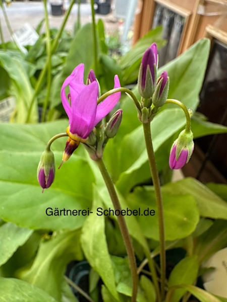 Dodecatheon media (i.12cmT.) Götterblume, Sternschnuppenblume