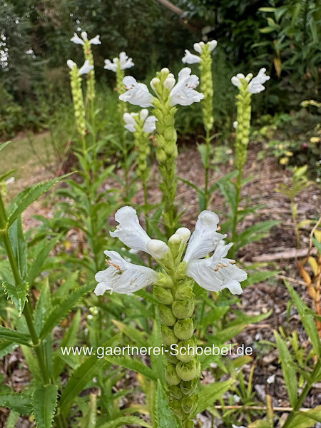 Physostegia virginiana "Alba" (i.11 eckig cmT.) Gelenkblume, Etagenerika