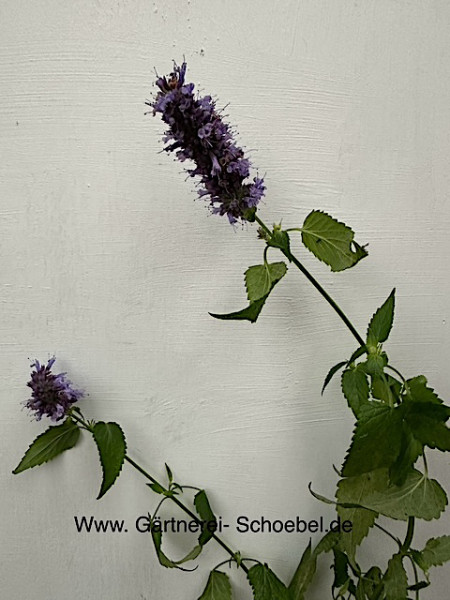 Agastache hybride ´Blue Fortune` (i.10-11cm T.) Anis, blau