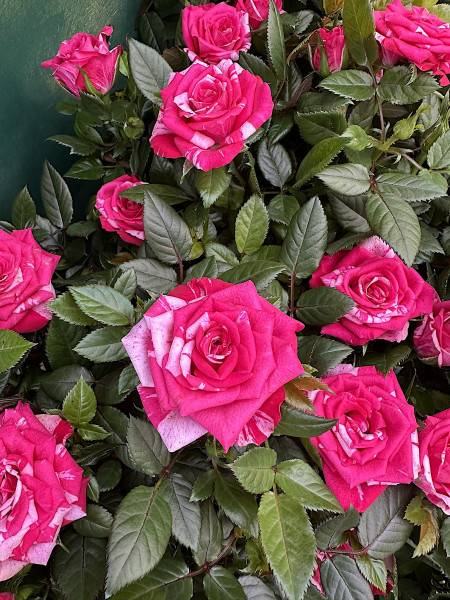 Rosa „Confection“ (i.11cmT.)- Zwerg Rose
