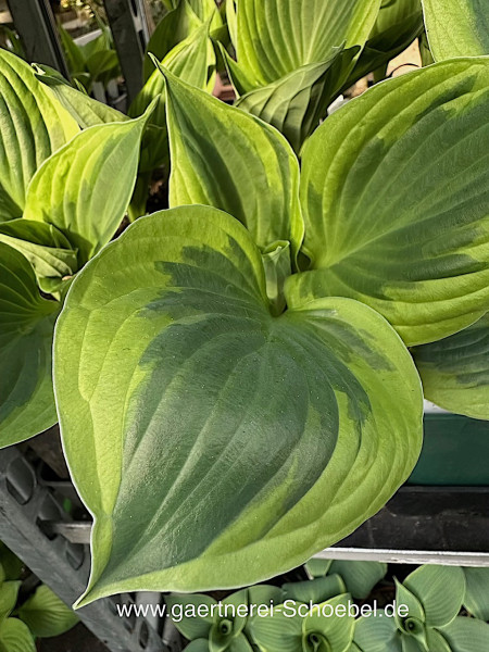 Hosta „Anne“(i. 11cmT.), Funkie- Duft