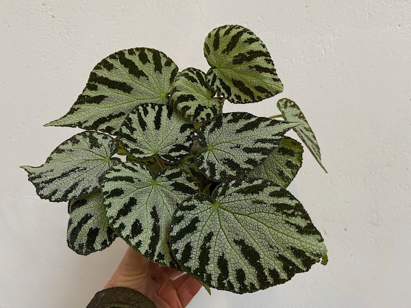Begonia rex „Silver“ (i.13cmT.), Silber Blatt Begonie