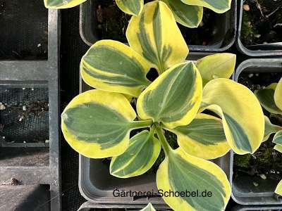 peperomia raindrop variegata Raindrop Peperomia (Peperomia polybotrya) For Sale Online main image 0