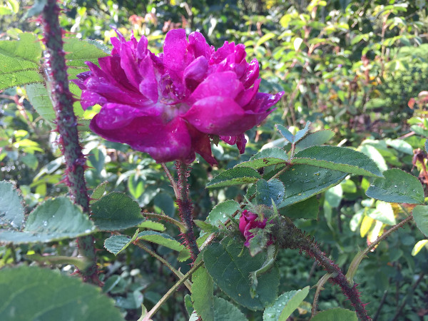 Rosa centifolia muscosa (i.7 l Topf), Moosrose