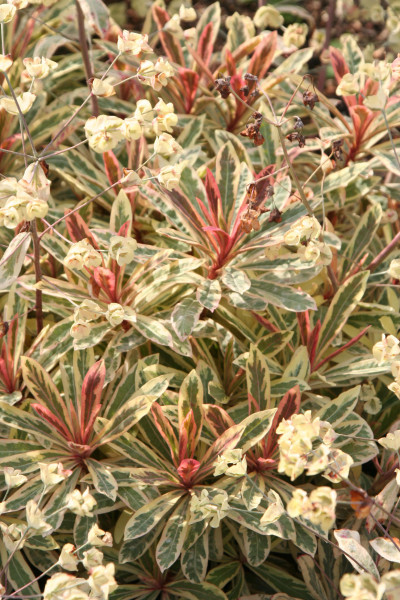 Euphorbia „Frosted Flame“ ®(i.9cmT.) Wolfsmilch