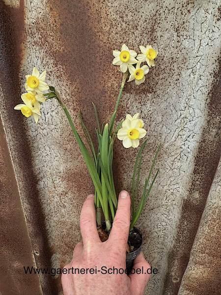 Narzissus canaliculatua (3 Zwiebeln im 9 cm T.), Narzissen, Osterglocke - Duft