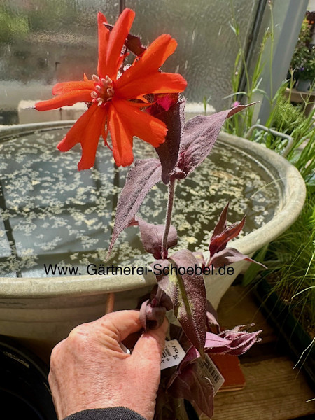 Lychnis x arkwrightii „Vesuvius“. (i.11cmT.), Lichtnelke