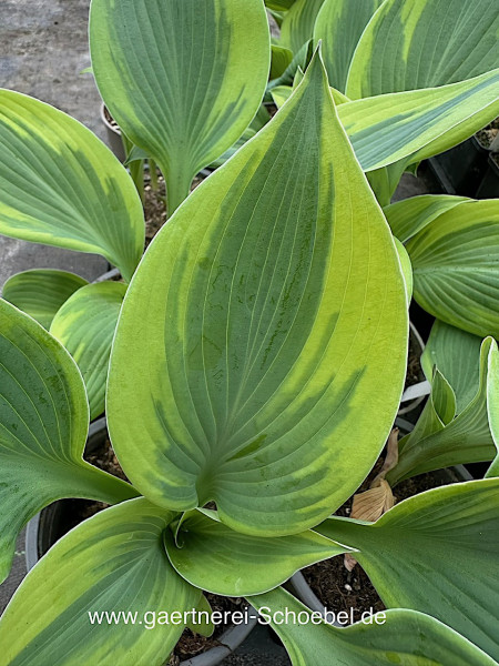 Hosta „Alex Summer“ (i. 11cmT.), Funkie