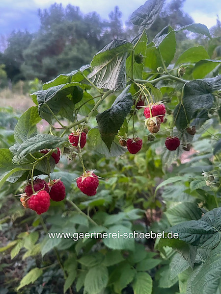 Rubus, Öftertragende, „Lubera R Two TimerR, Sugana R(i.3lT.)