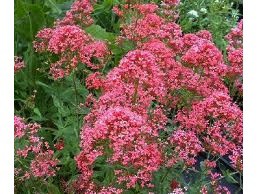 Centranthus ruber "Coccineus" (i.9cmT.) Garten - Spornblume