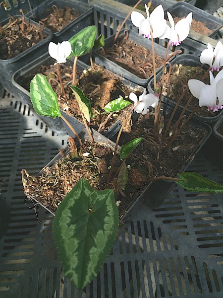 Cyclamen hederifolium „Zungenblatt Variationen “weiss (i.9cmT.), Wildalpenveilchen