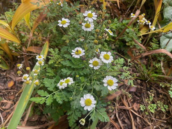 Chrysanthemum parthenium (i. 10cm T.) Mutterkraut, Speise-Chrysantheme