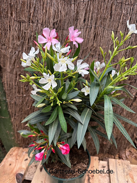 Nerium oleander „ ca 3 Farben pro Topf (i.17cmT.)Höhe ca 60cm jetzt