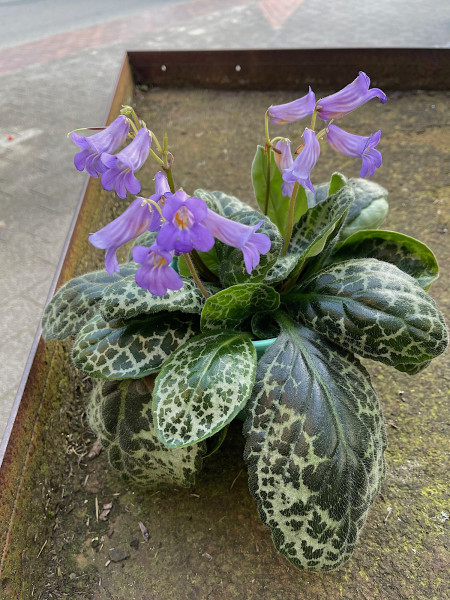 Streptocarpus „Pretty Turtle“(i.13cmT.), Schildkrötenmuster Drehfrucht