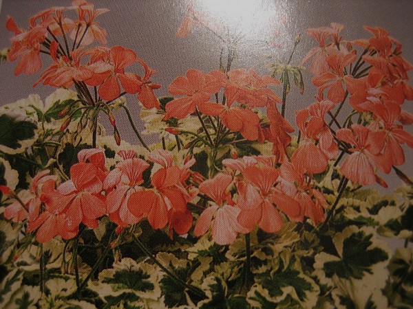 Pelargonium "Frank Headley"(I.9cmT.)