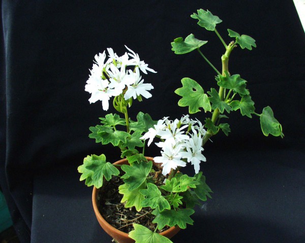 Pelargonium Sternblütige ´Pixie - Prinz`(i11cmT.)