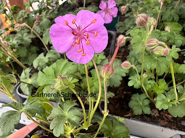 Geranium x cantabrigiense "Karmina" (i.9cmT.) Storchenschnabel