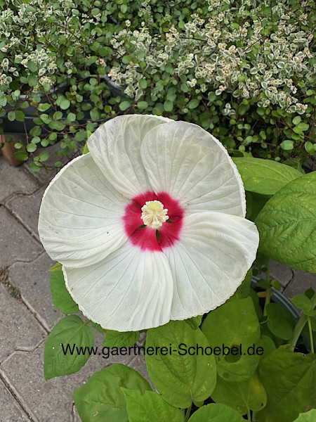 Hibiscus „Luna - weiss“(i. ca 5 l T.)