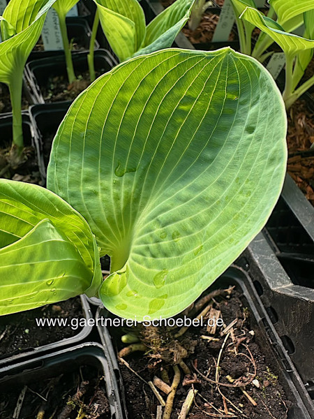 Hosta „Love Pat“ (i. 9cmT.) Funkie Blaublatt