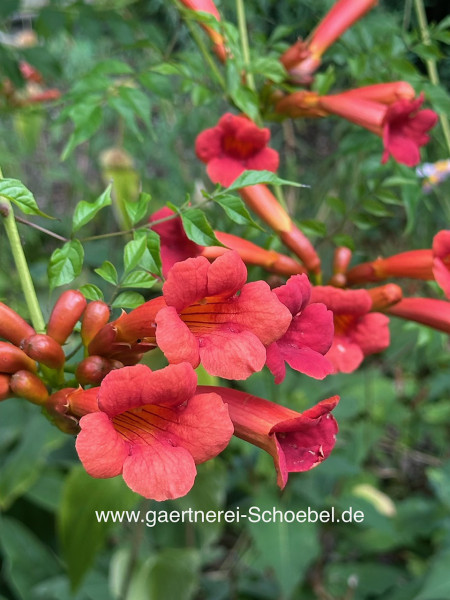 Campsis tagliabueana „Mme Galen“ (i. ca 1,5lT.), Trompetenblume, Klettertrompete