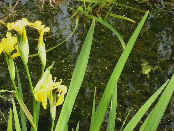 Iris pseudacorus (i.9cmT.) Wasser - Sumpf - Schwertlilie
