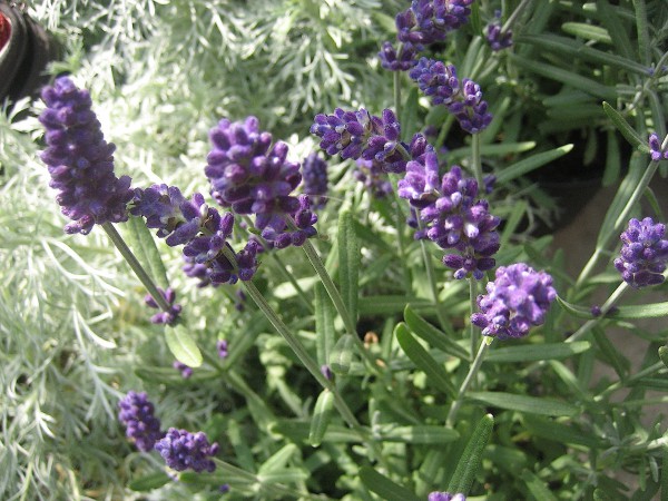 Lavandula angustifolia ´Hidcote Blue` (i.11 cm T.) Lavendel, blau