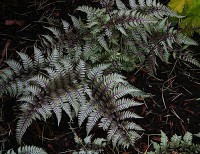 Athyrium nipponicum Ursula`s Red (i.9cmT.) Regenbogenfarn Athyrium nipponicum Ursula`s Red (i.9cmT.) Regenbogenfarn