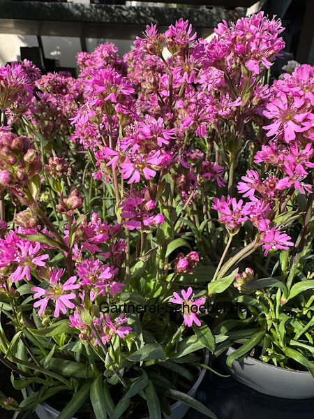 Lychnis alpina (i.12cmT.), Alpen- Lichtnelke- Pechnelke
