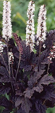 Cimicifuga (Actaea) simplex "Black Negligee" Silberkerze ( 9cmT.)